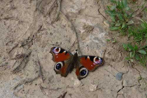 фотография 001 красная бабочка на земле