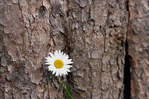 фотография 012 цветок ромашка на фоне еловой коры