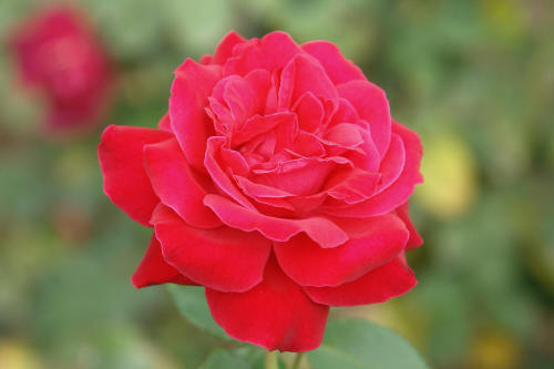 фотография 014 цветы красная роза