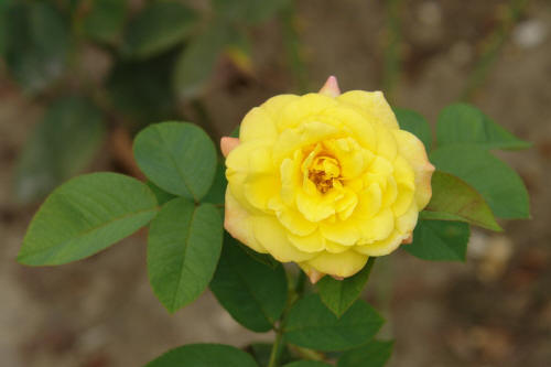 фотография 015 желтая роза цветы