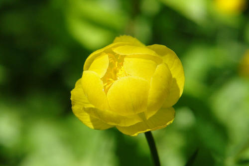 фотография 017 желтый цветок купальница