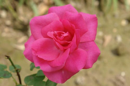 фотография 018 красная роза цветок
