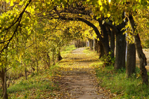 фотография 022 осень желтые листья осенняя аллея