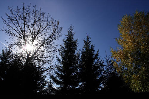 фотография 033 две ели деревья осенью солнце сквозь ветви