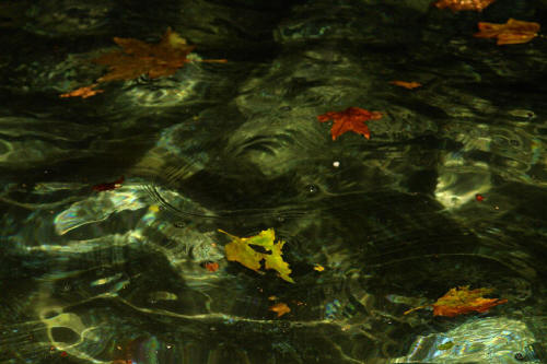 фотография 039 вода фонтана дно фонтана кленовые листья
