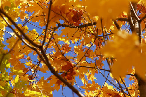 фотография 041 осень желтые листья голубое небо ветви деревьев