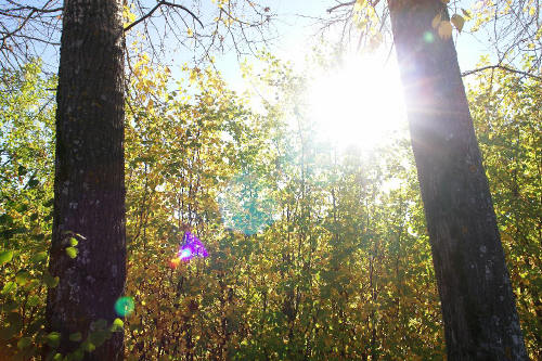 фотография 043 луч солнца сквозь осеннюю листву блики стволы деревьев