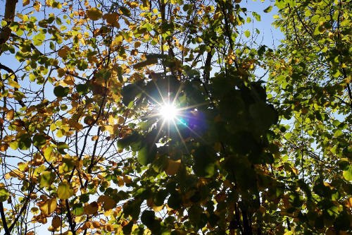 фотография 054 луч солнца сквозь листву