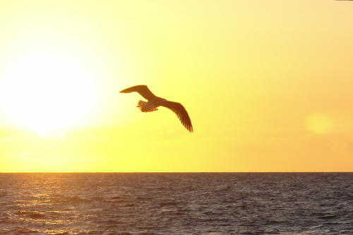 фотография 069 чайка над морем в закатном небе