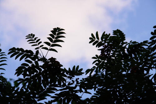 фотография 072 листья на фоне неба