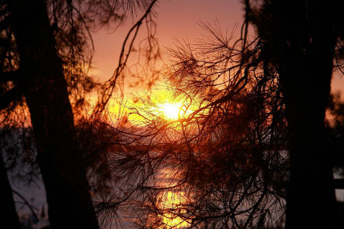 фотография 079 ветви ели закат море заходящее солнце отражение солнца в море