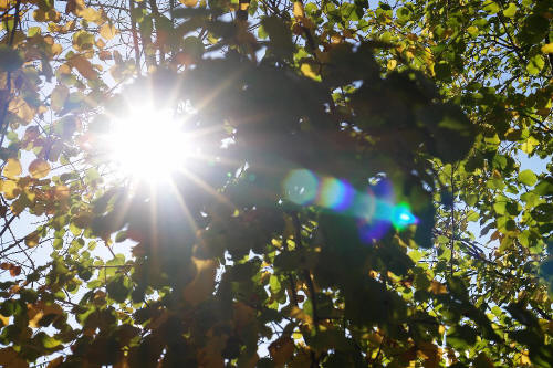 фотография 083 солнечные лучи пробивающиеся сквозь листву дерева яркий блик