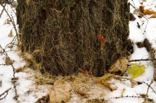 фотография 084 ель снег ягоды сухие листья опавшая хвоя