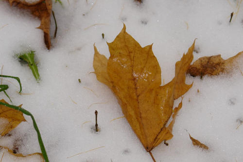 фотография 085 кленовый лист на снегу