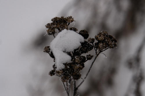 фотография 088 зима черное и белое сухое растение