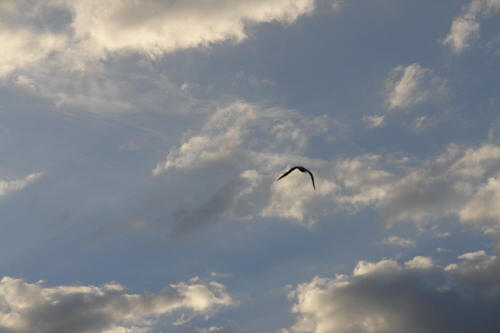 фотография 096 чайка в небе облака ветер 