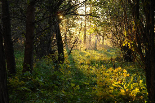 фотография 102  поляна лес косые лучи солнца