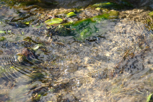 фотография 117 тина и водоросли в ручье прозрачная вода