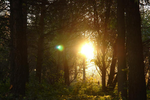 фотография  120 таинственная лесная поляна лес солнце блики света