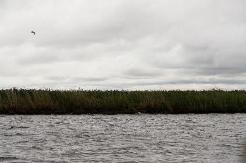 фотография 126 камыши озеро ветер чайка