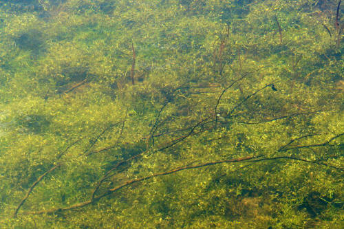 фотография 130 дно пруда водоросли