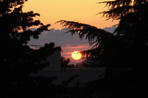 фотография 136 ветви ели закат солнце заходящее солнце облака