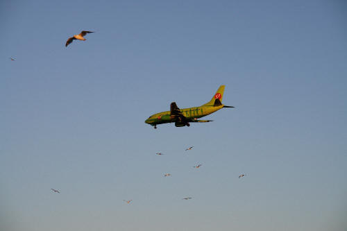 фотография 139 чайки и самолет в небе стая чаек обгоняет самолет