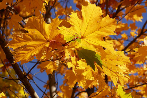 фотография 145 осенние листья кленовые листья осень