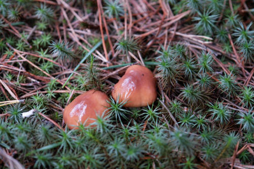 фотография 167 грибы маслята мох сухие иголки