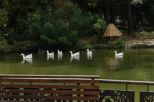 фотография 173 белые гуси в пруду на воде плывут