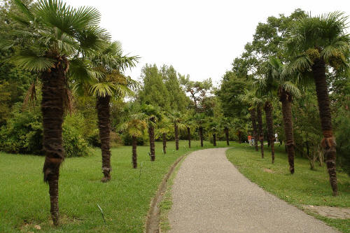 фотография 176 аллея мэров сочи дорожка пальмы
