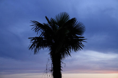 фотография 187 пальма силуэт пальмы на фоне неба